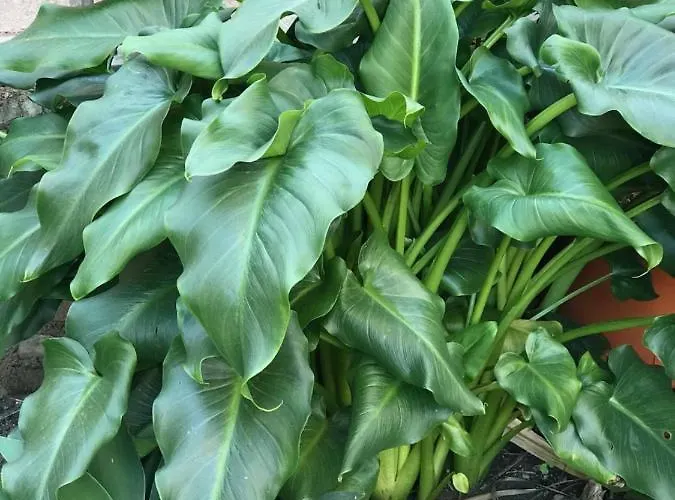 D&a Bed & Breakfast 3*