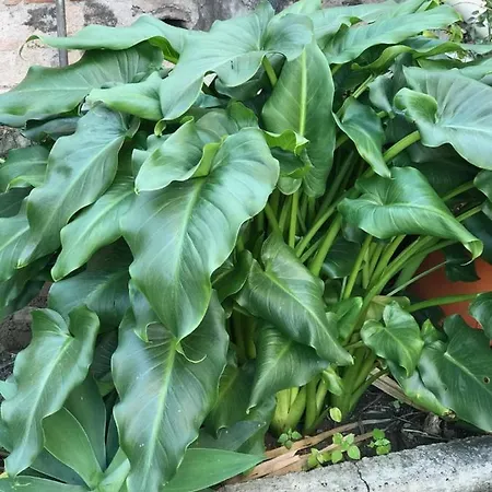 D&a ベッド・アンド・ブレックファスト 3*