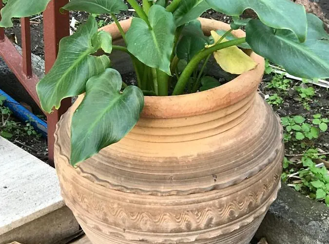 D&a 住宿加早餐酒店 3*